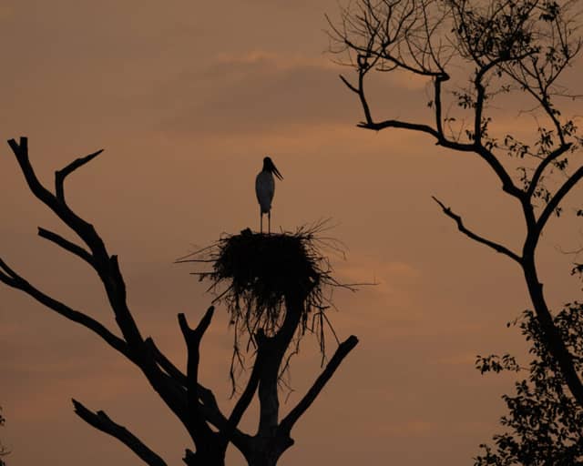 North or South Pantanal: Which One Should you Visit?