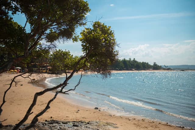 Sun-dappled sandy beach on an itacaré tour, with native trees leaning over calm sparkling water and a palm-fringed coastline stretching into the distance