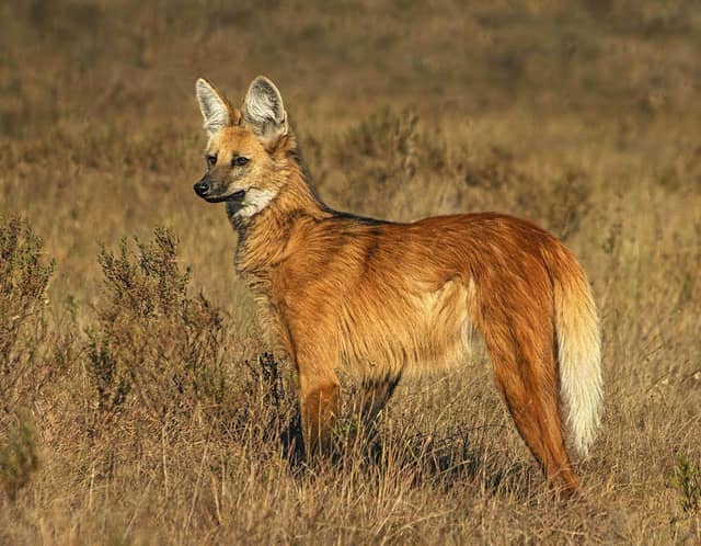 A maned wolf standing alert in the golden dry-grass Cerrado savanna of Jalapão, its russet coat and large ears clearly visible