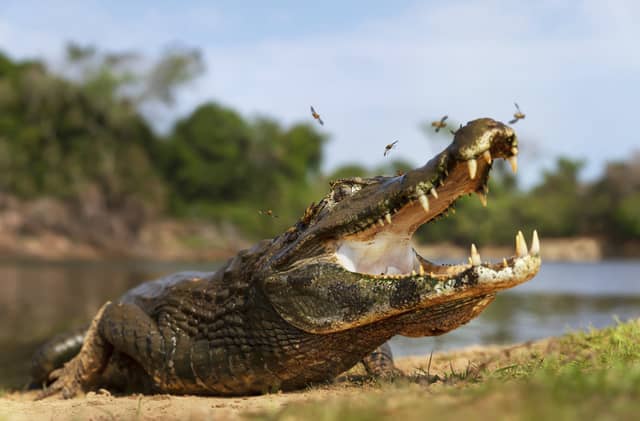 A yacare caiman basking on a sandy riverbank in the Pantanal, Brazil, jaws wide open with insects swarming around its snout, lush green vegetation and a calm river visible in the background