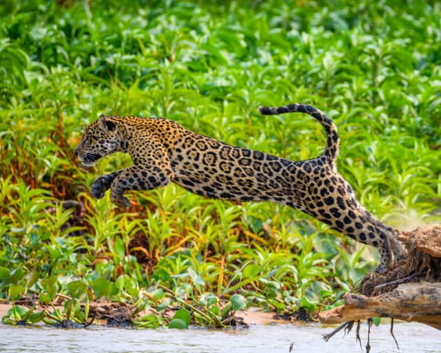 Wild jaguar leaping over a river in Brazil's Pantanal wetlands