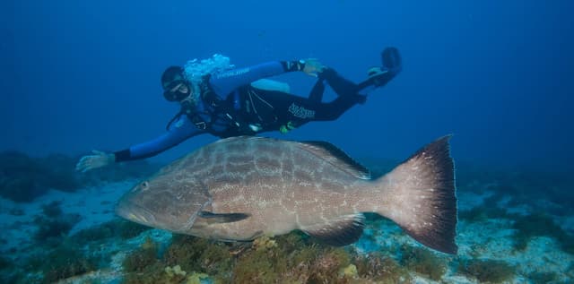 Best Diving Spots in Fernando de Noronha
