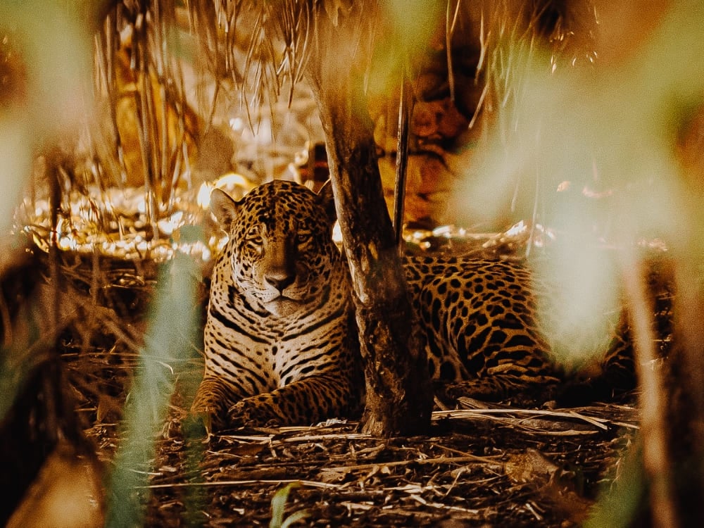 Caiman - Pantanal