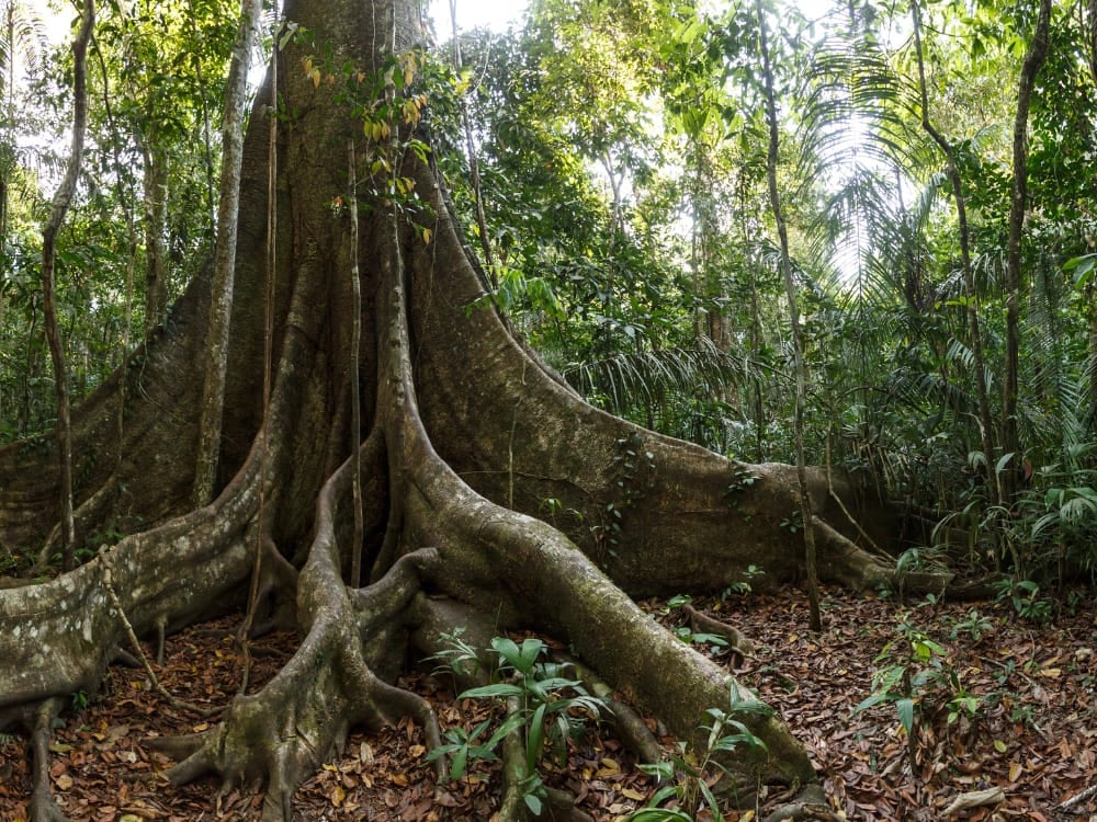 Forest Protection Day