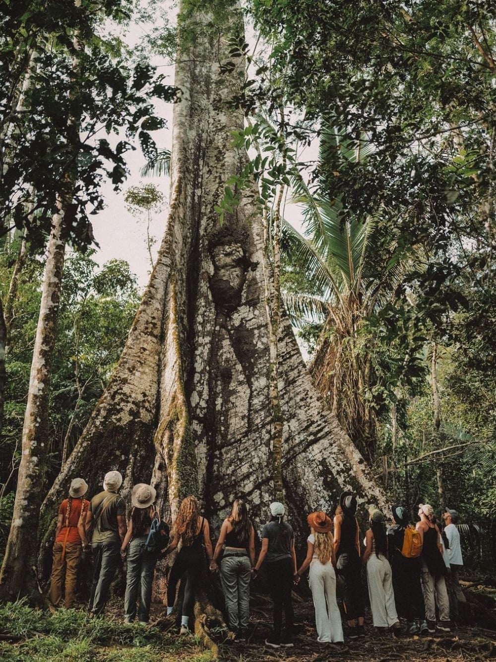 A large group of tourists holding hands to encircle the massive trunk of a Sumaúma tree, known as the Queen of the Amazon.