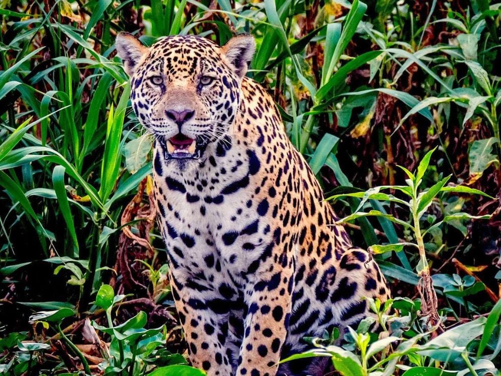  A spotted jaguar sits among green vegetation in the Brazilian Pantanal biome.