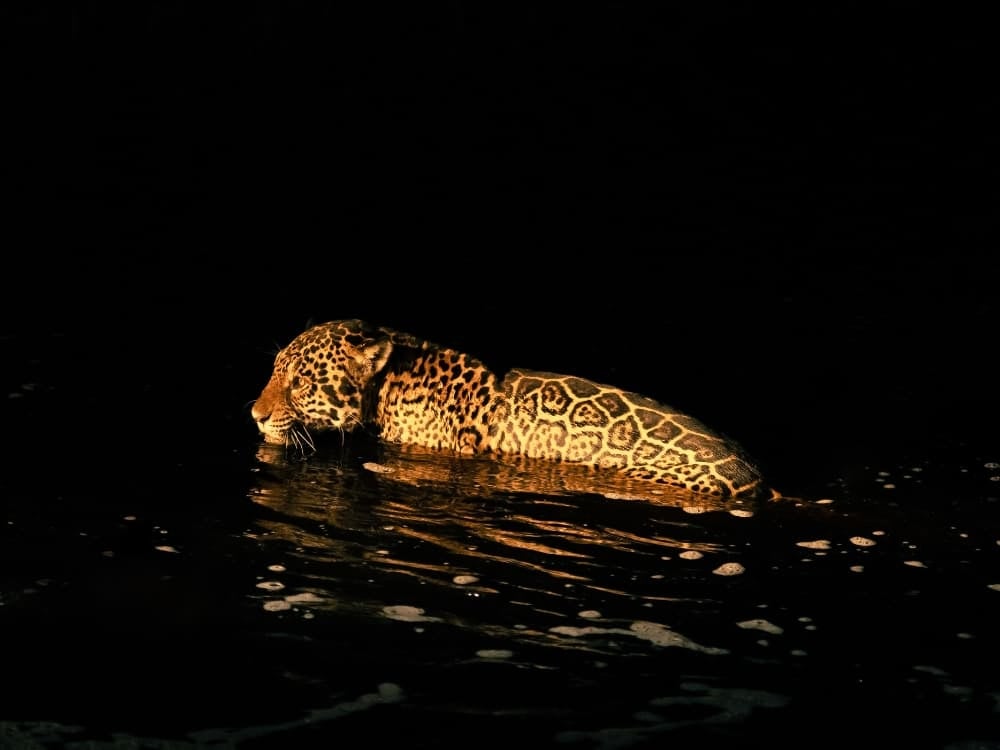 A jaguar swims across a dark river in the Pantanal at night.