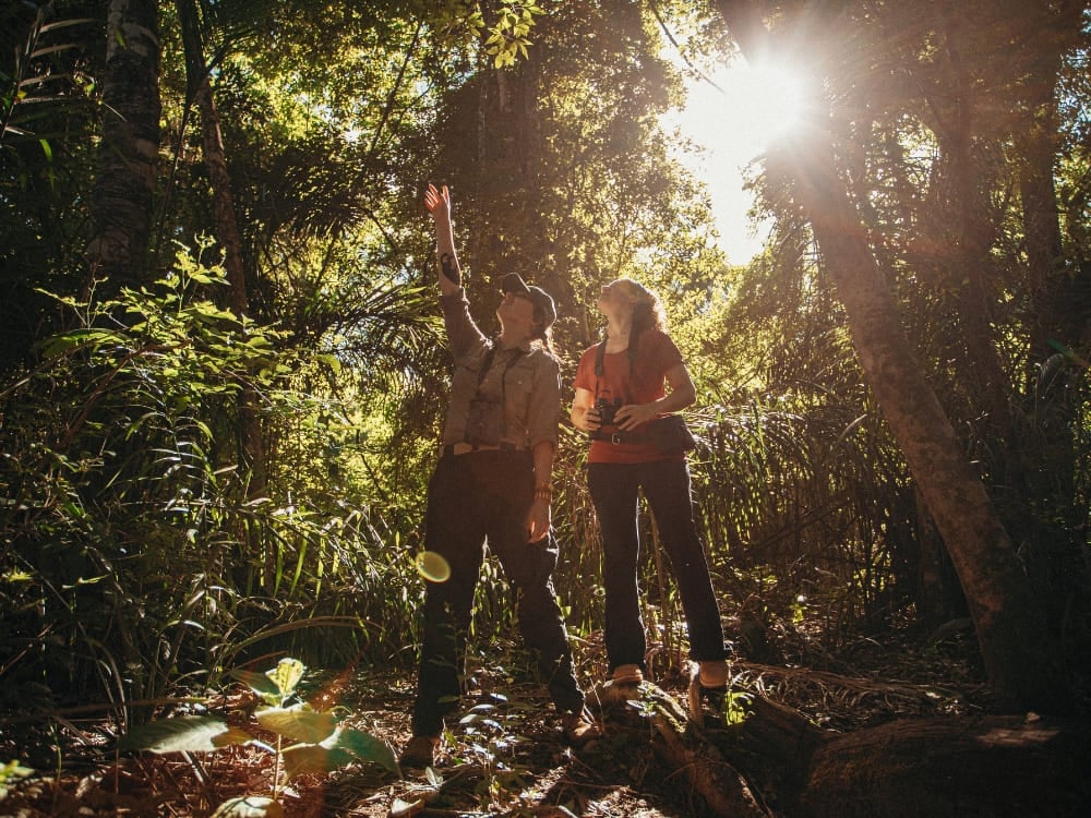 Two tourists wearing backpacks on an ecological walk point up to observe the tree canopy in a sunlit forest.
