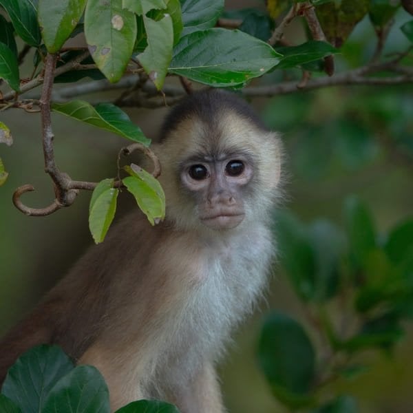 Young monkey perched among the leaves in the Amazon rainforest canopy