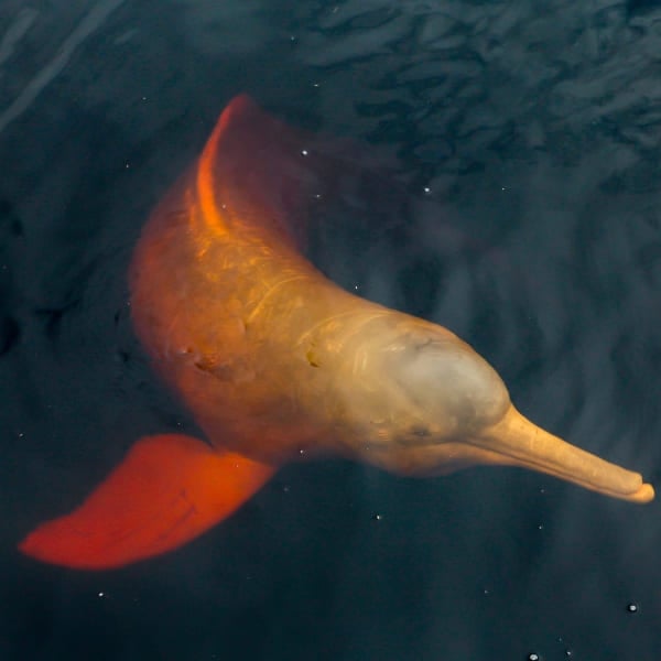 A pink river dolphin swimming just below the surface of a river in the Amazon, Brazil.