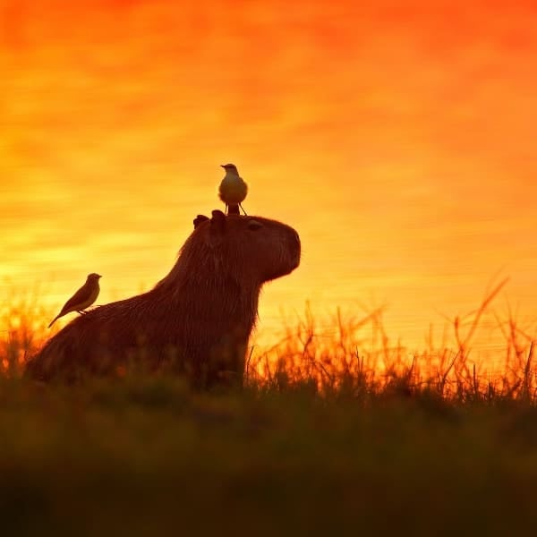 A capybara with two birds on its back, silhouetted against an orange sunset in the Pantanal, Brazil.