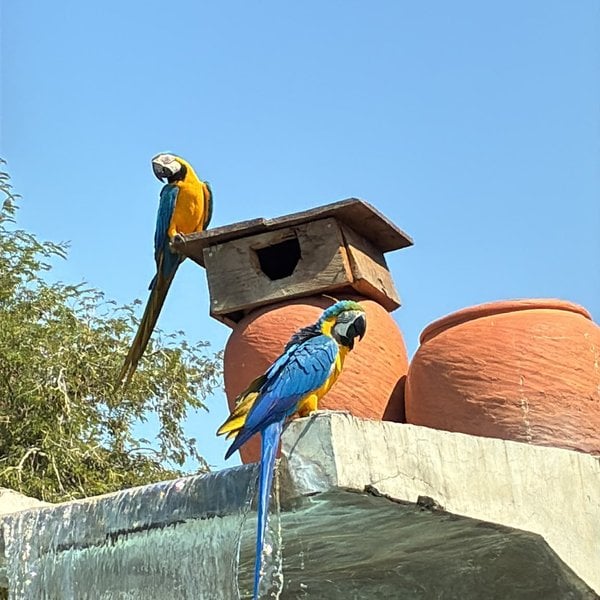 Two blue-and-yellow macaws perched on a birdhouse at the lodge