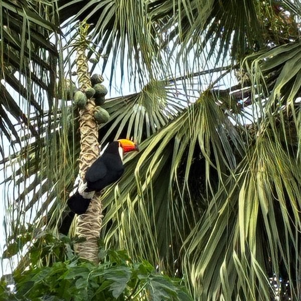 Toco toucan perched on a palm tree at the lodge
