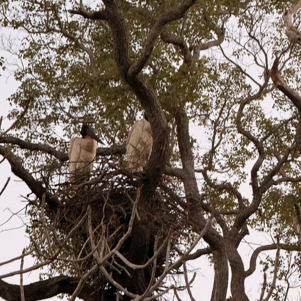 Jabiru stork standing on its nest at the top of a tree