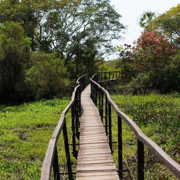 Wooden boardwalk crossing the wetland