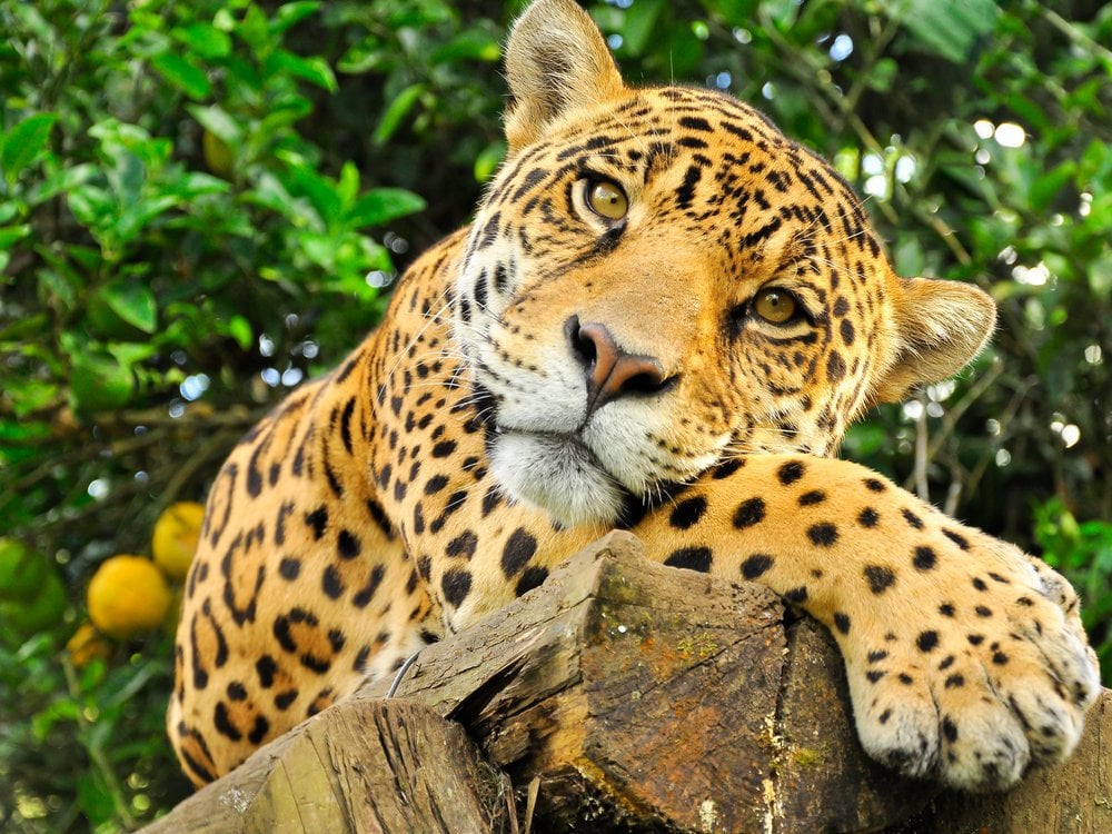 Jaguar resting on a log in the Pantanal