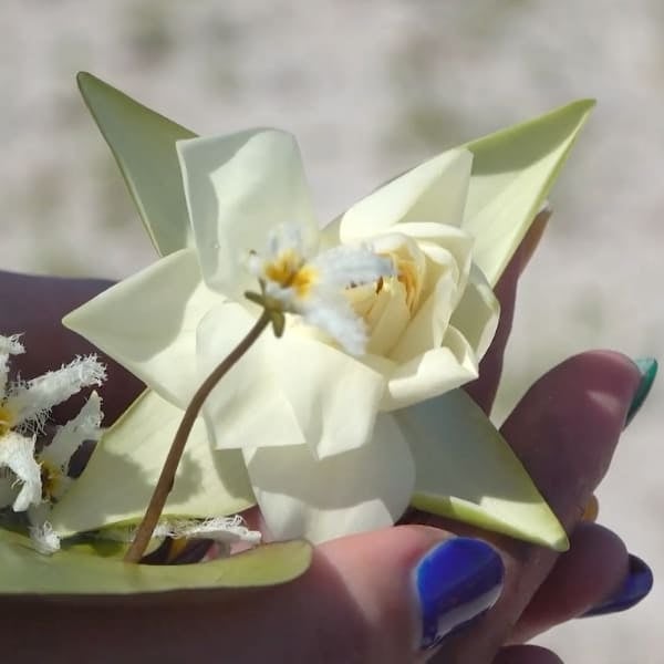 Close-up of a hand holding a white flower and small wildflowers