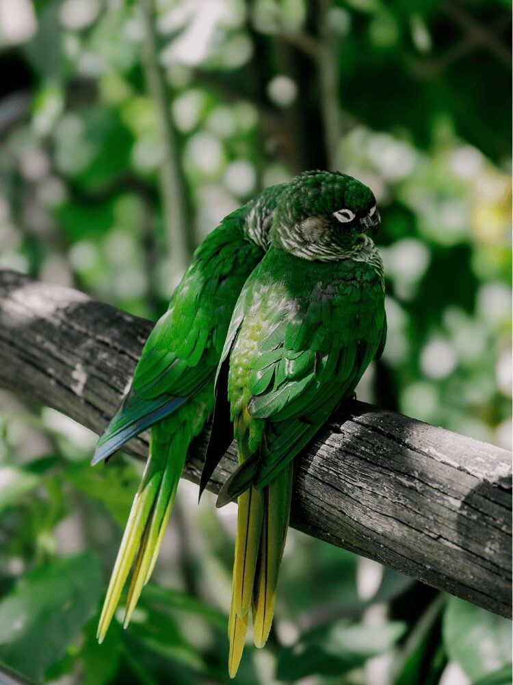 Two green parakeets perched side by side on a branch