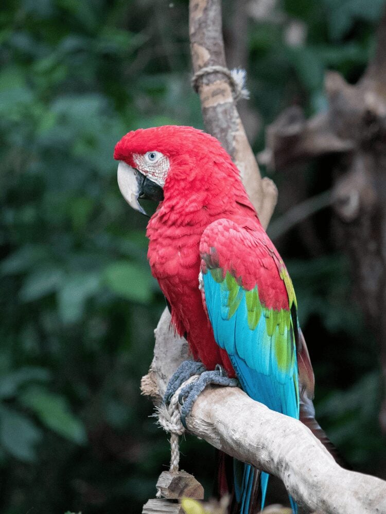 Green-winged macaw with red, green and blue feathers perched on a branch