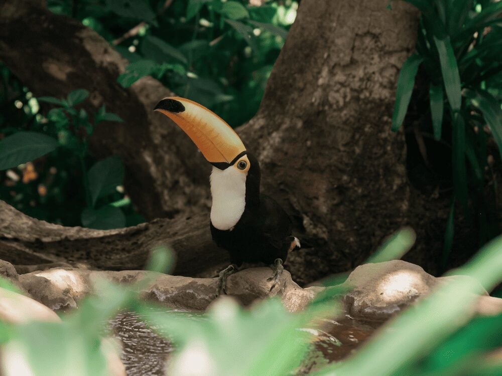 Toco toucan with its large orange bill perched on a rock in the rainforest