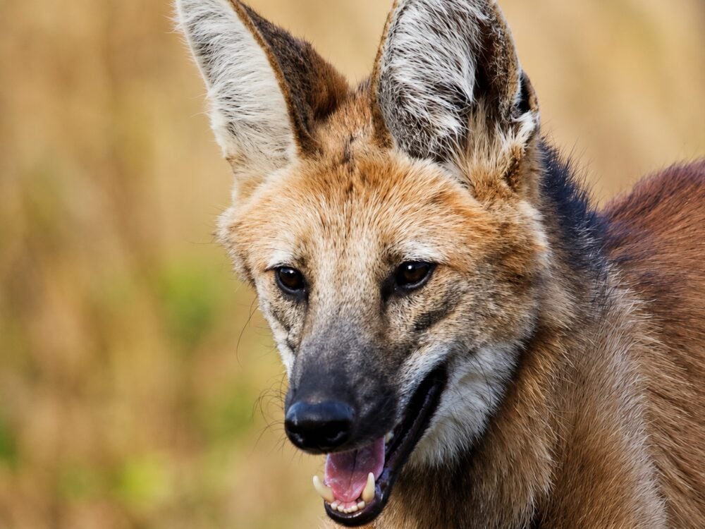 Maned wolf close-up, tall ears and reddish coat, against dry golden grass