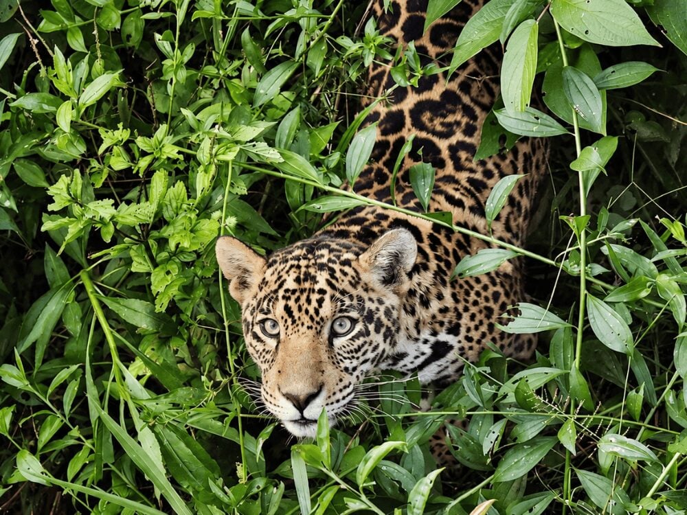 Jaguar with pale green eyes watching from inside dense green undergrowth