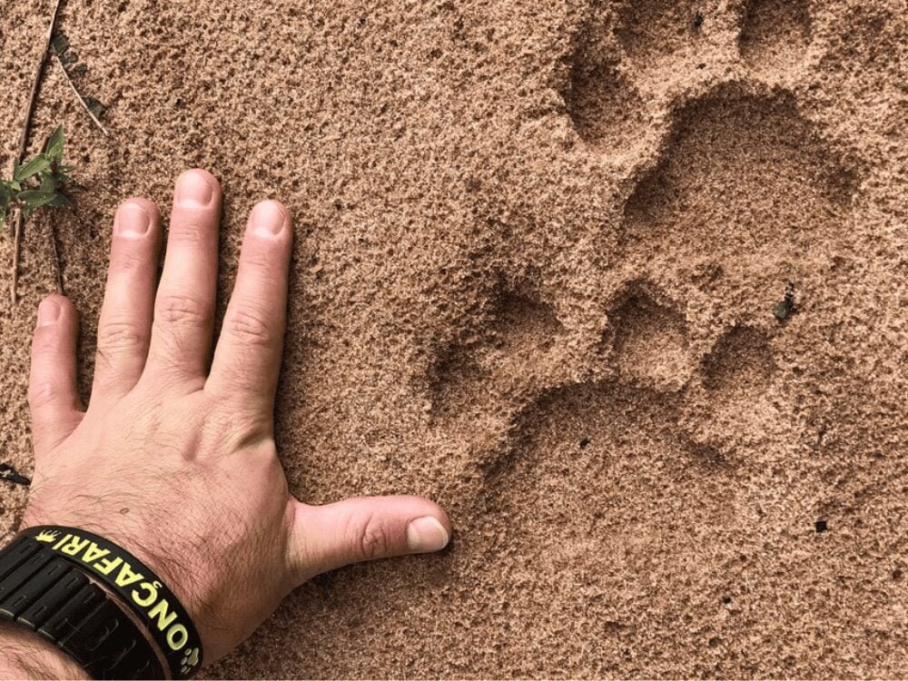 Jaguar paw print in sand, as wide as the open human hand placed beside it