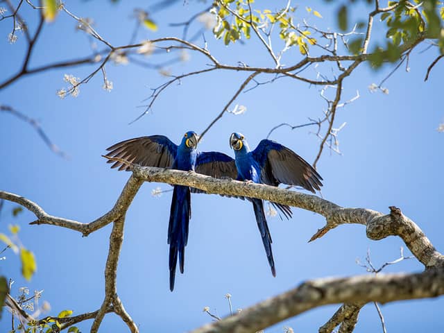 Hyacinth macaws in the Pantanal