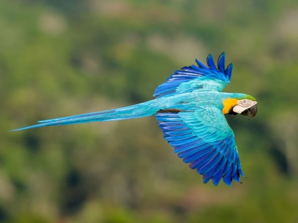 Photo: Jorge Lopes Ecotourism in the Amazon Rainforest - Blue Macaws