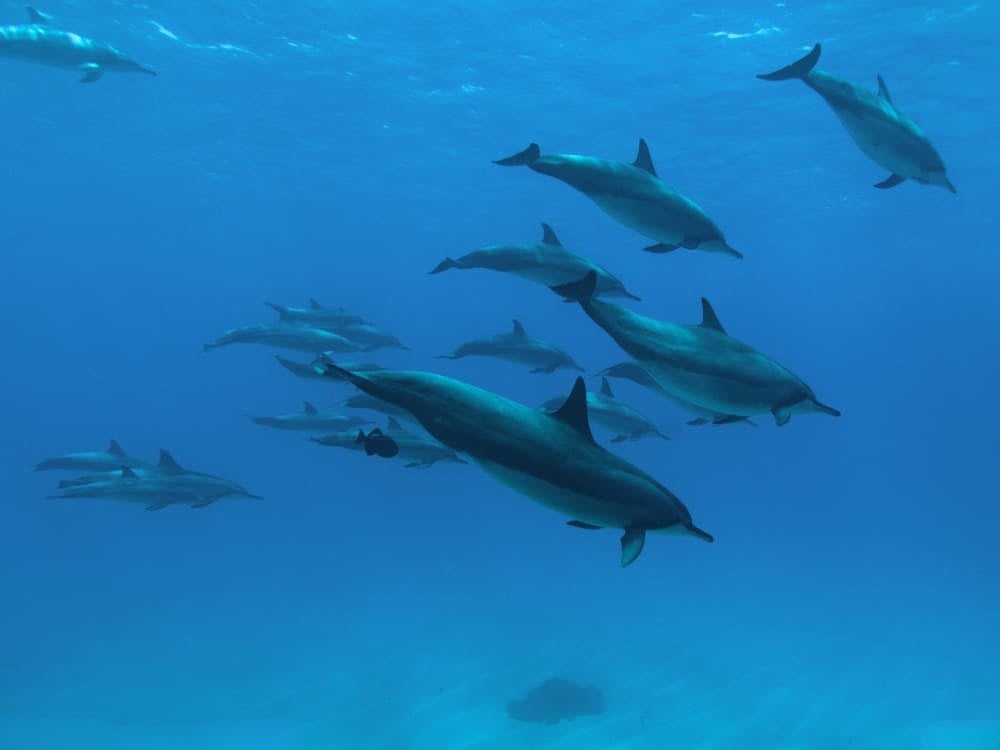 spinner dolphins