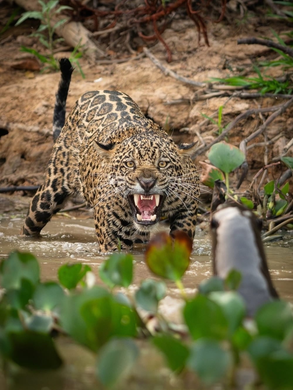 A jaguar, the star of Pantanal animals, walks through the water while baring its teeth. A jaguar, the star of Pantanal animals, walks through the water while baring its teeth.