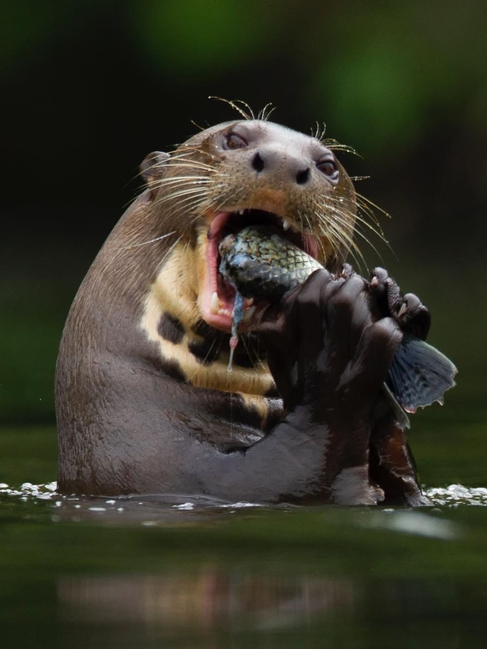 A giant river otter holds a fish in its paws while eating in the dark water. A giant river otter holds a fish in its paws while eating in the dark water.