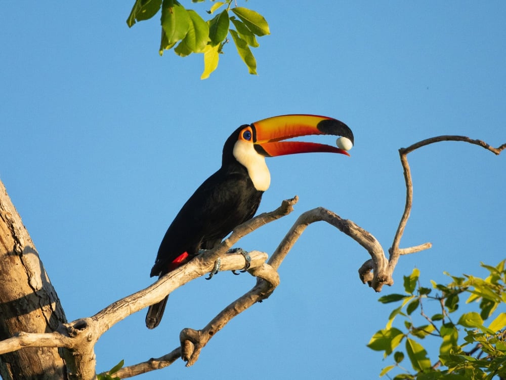 A Toco toucan perches on a tree branch holding a small fruit in its large orange beak. A Toco toucan perches on a tree branch holding a small fruit in its large orange beak.