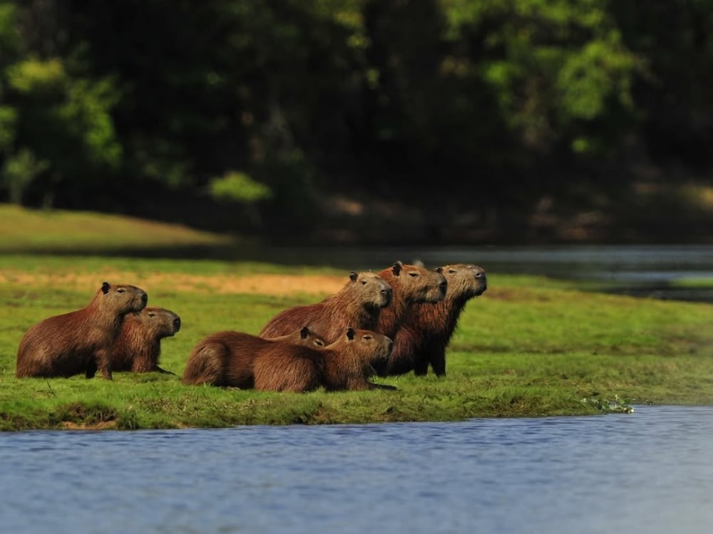 A group of capybaras rests on a grassy riverbank, showcasing the social nature of these Pantanal animals. A group of capybaras rests on a grassy riverbank, showcasing the social nature of these Pantanal animals.