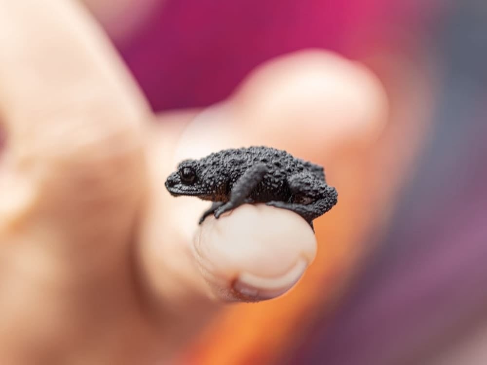 Mount Roraima Frog Mount Roraima Frog
