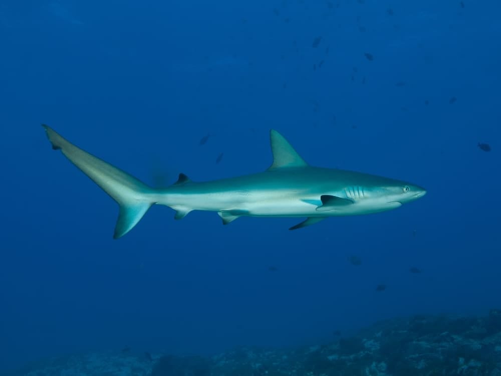 Photo: Sandro Rodrigues Shark Fernando de Noronha