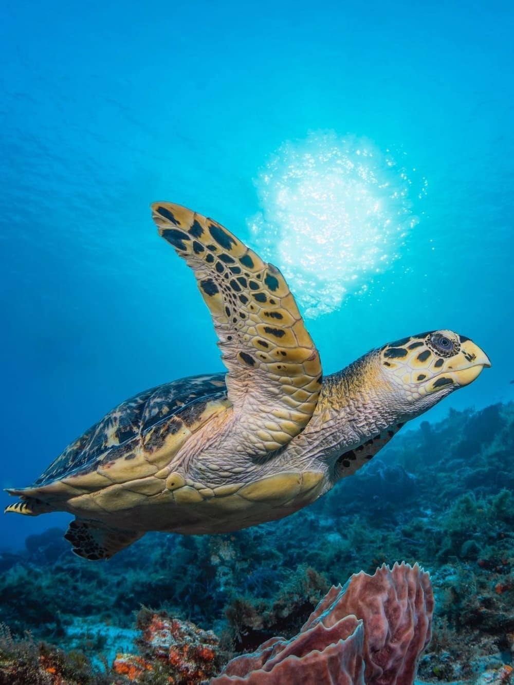 @dohertyphotography Hawksbill Sea Turtle Fernando de Noronha