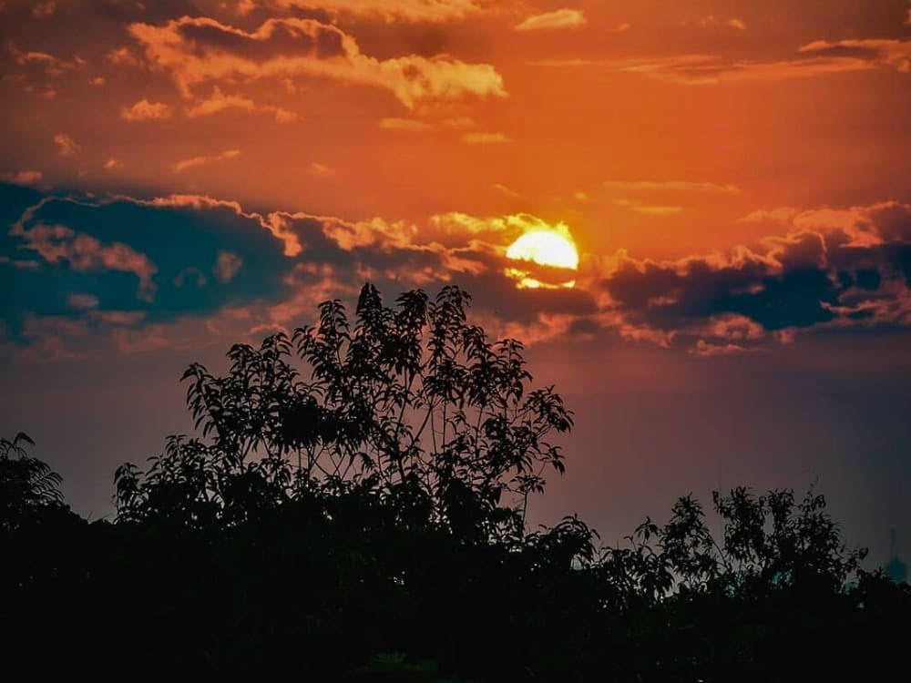 Bright orange sun setting behind the dark silhouettes of Amazon rainforest trees. Bright orange sun setting behind the dark silhouettes of Amazon rainforest trees.
