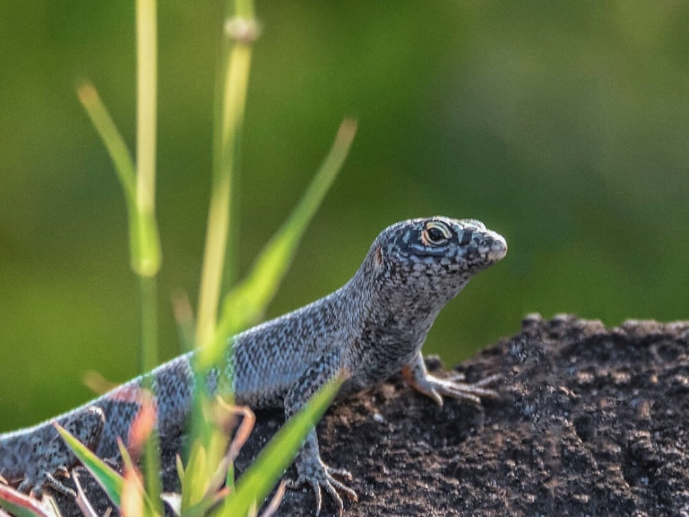 @mare.noronha Noronha skink