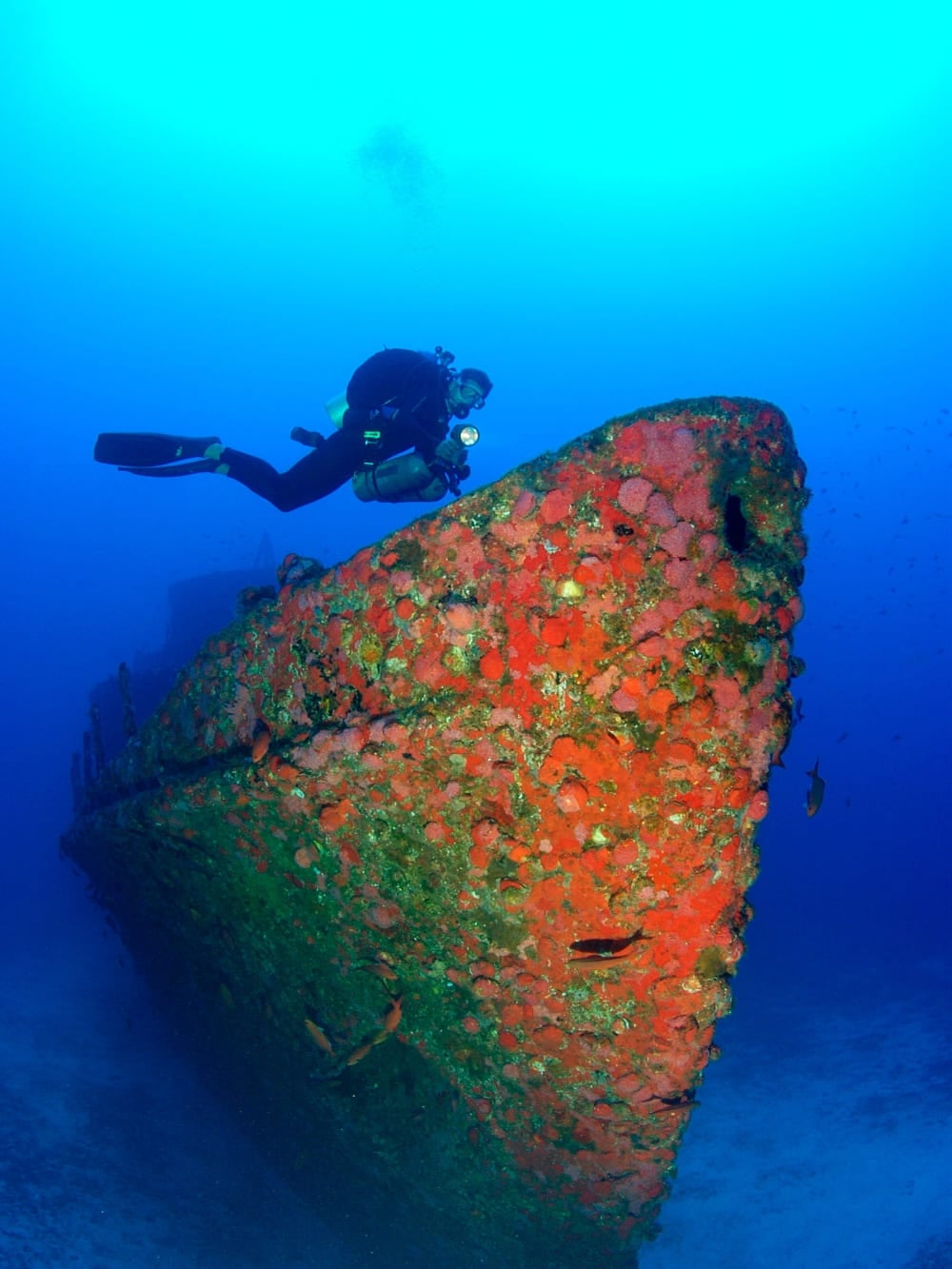 . Dive in Fernando de Noronha