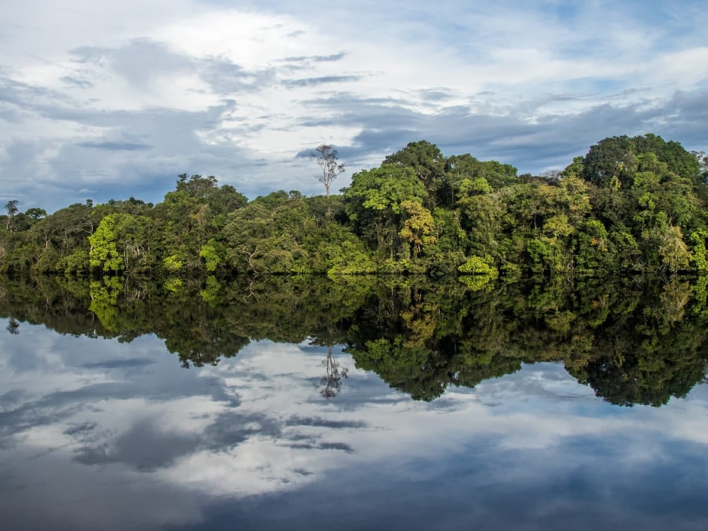 The dense green Amazon forest reflecting like a perfect mirror on the calm, dark waters of the river. The dense green Amazon forest reflecting like a perfect mirror on the calm, dark waters of the river.