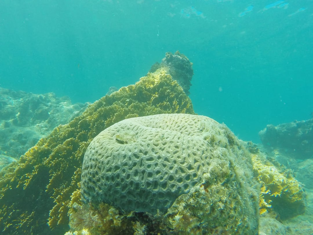 Photo: Gustavo Abrahim Brain coral Abrolhos