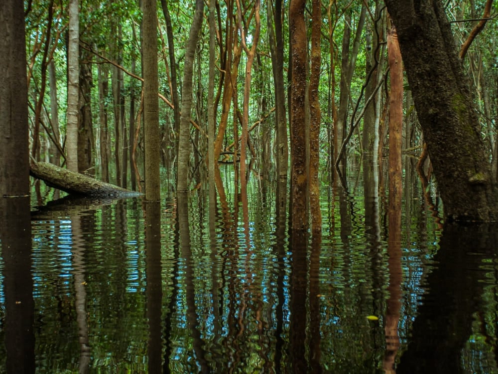 Slender tree trunks emerging from the dark waters in the igapós, or flooded forests, of the Amazon. Slender tree trunks emerging from the dark waters in the igapós, or flooded forests, of the Amazon.