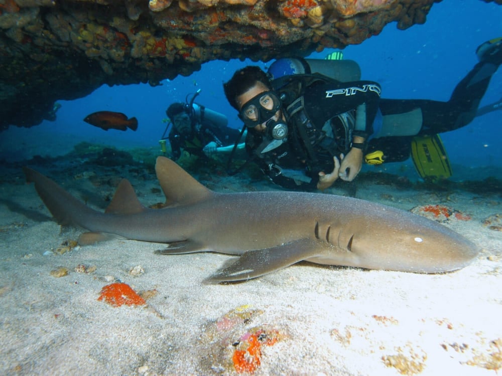 Photo: Zaira Matheus Dive Fernando de Noronha