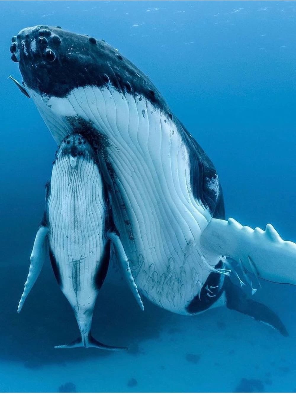 . Humpback whales Abrolhos