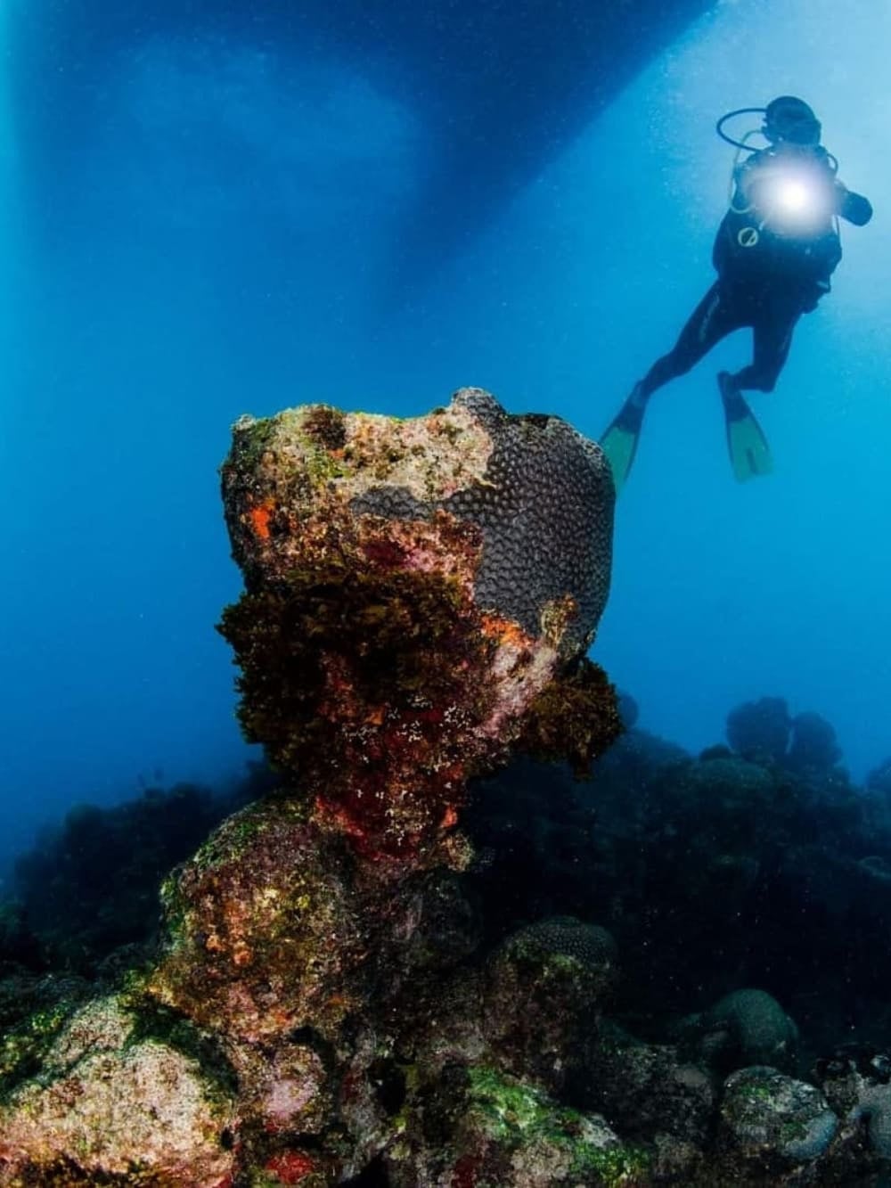 . Dive in Abrolhos