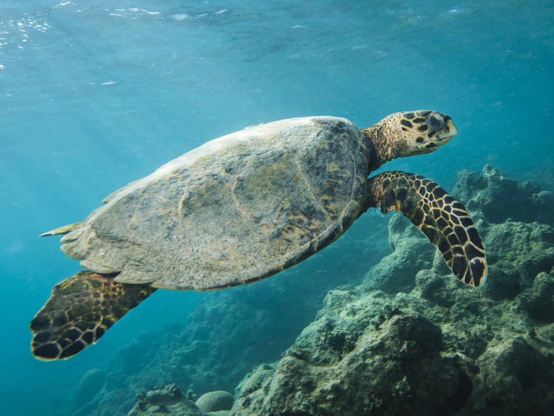 . Sea turtle Abrolhos