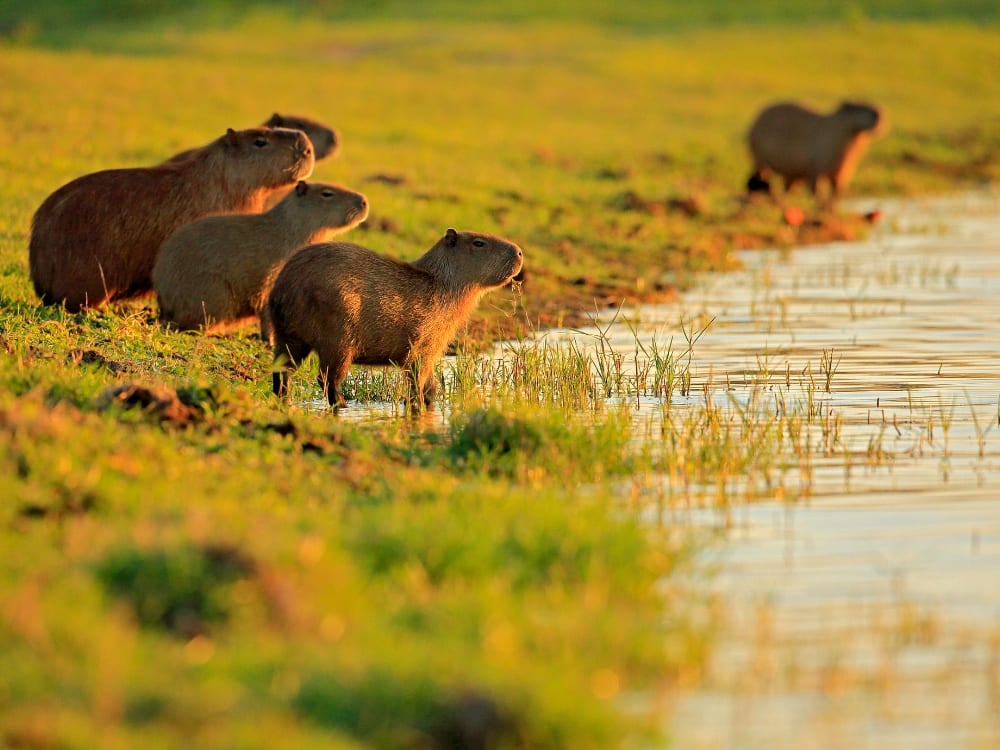 A family of capybaras resting on a grassy riverbank during a pantanal safari. Most animals gather near water during the dry season. A family of capybaras resting on a grassy riverbank during a pantanal safari. Most animals gather near water during the dry season.