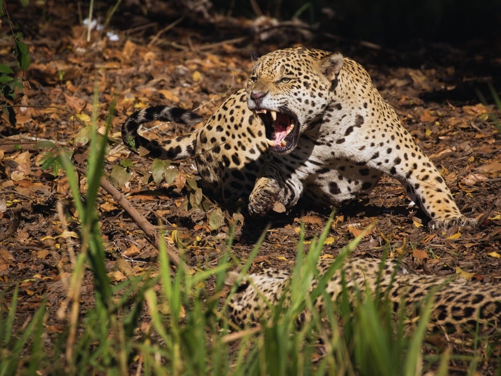 Close-up of a jaguar snarling in the wild. High wildlife density makes a pantanal safari in the North Pantanal the top choice for photographers. Close-up of a jaguar snarling in the wild. High wildlife density makes a pantanal safari in the North Pantanal the top choice for photographers.