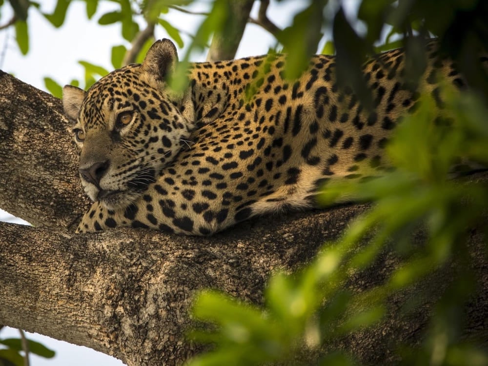 Close-up of a jaguar resting in the North Pantanal, the best destination for travelers seeking intense Pantanal safari experiences. Close-up of a jaguar resting in the North Pantanal, the best destination for travelers seeking intense Pantanal safari experiences.